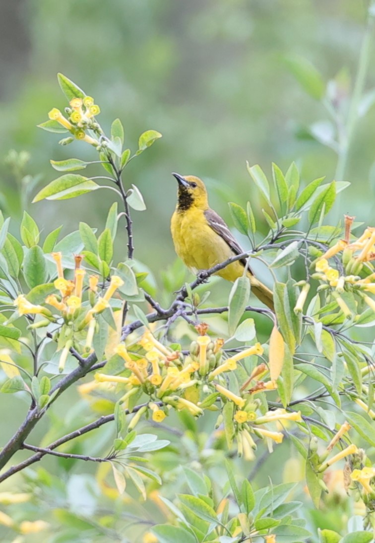 Hooded Oriole - Gail DeLalla