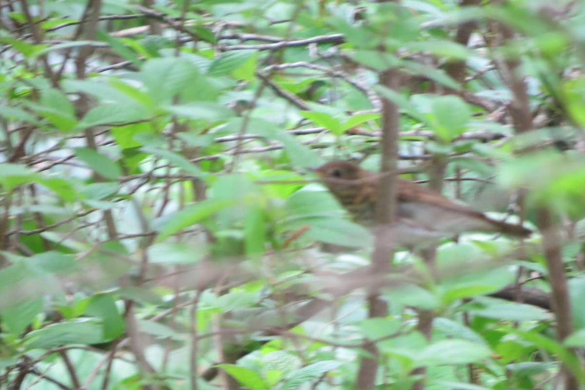 Bicknell's Thrush - ML619252288
