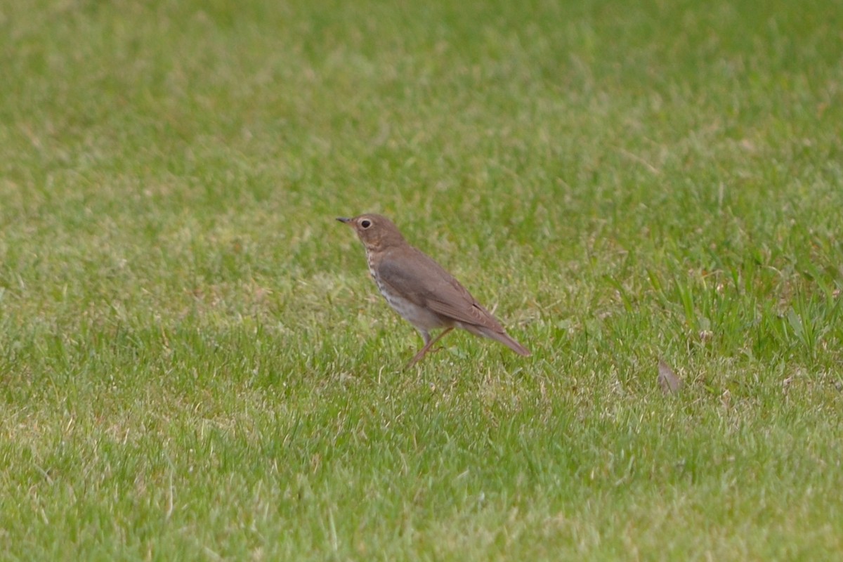 Swainson's Thrush - Sarah Bonnett