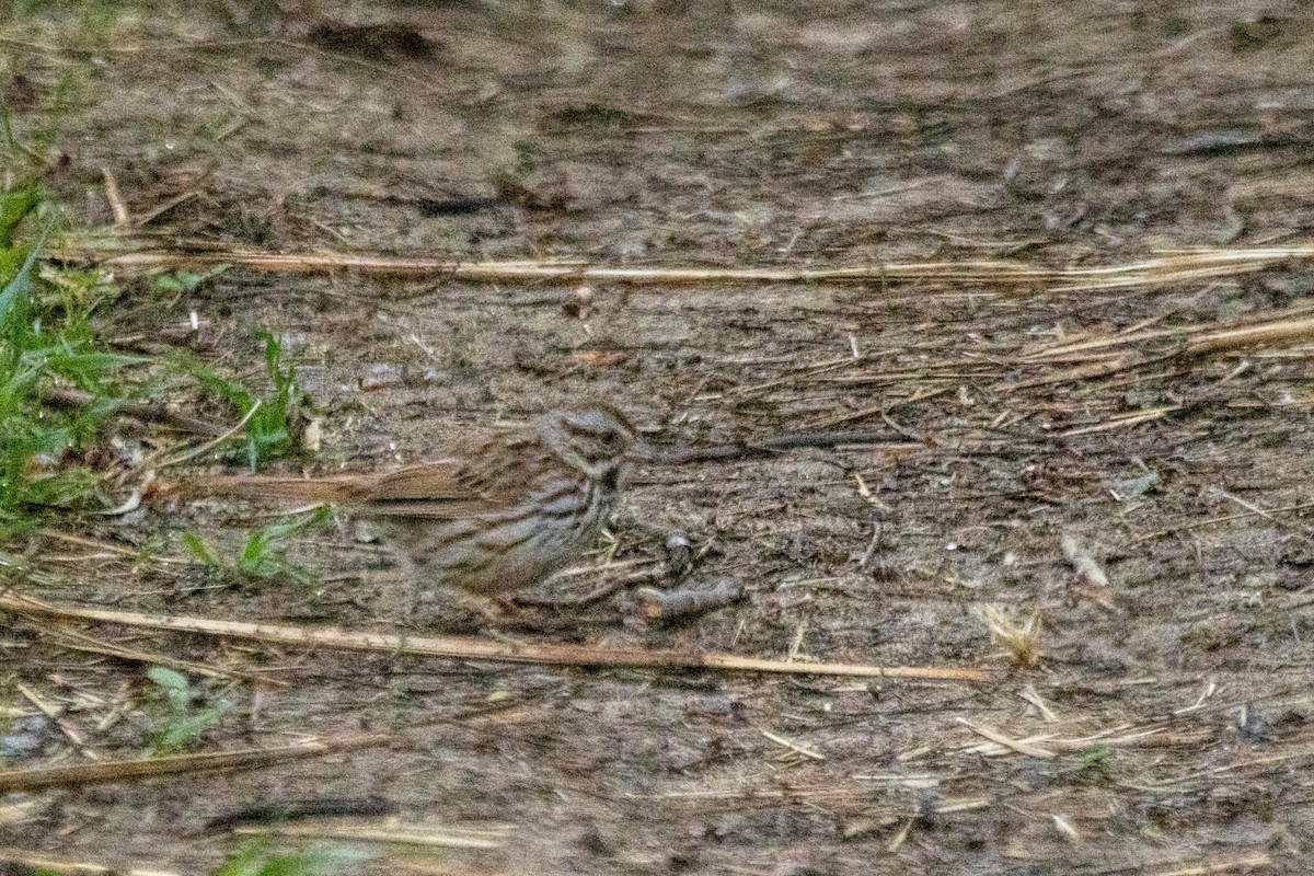 Song Sparrow - Marc Boisvert