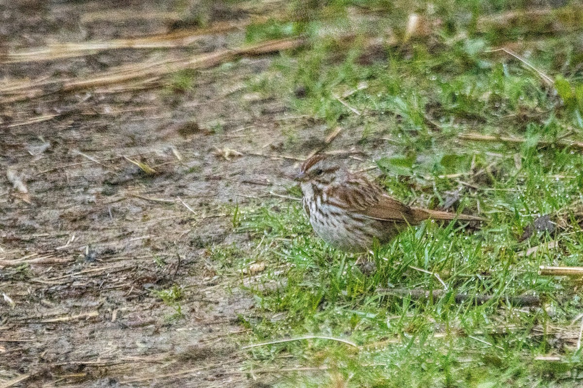 Song Sparrow - Marc Boisvert