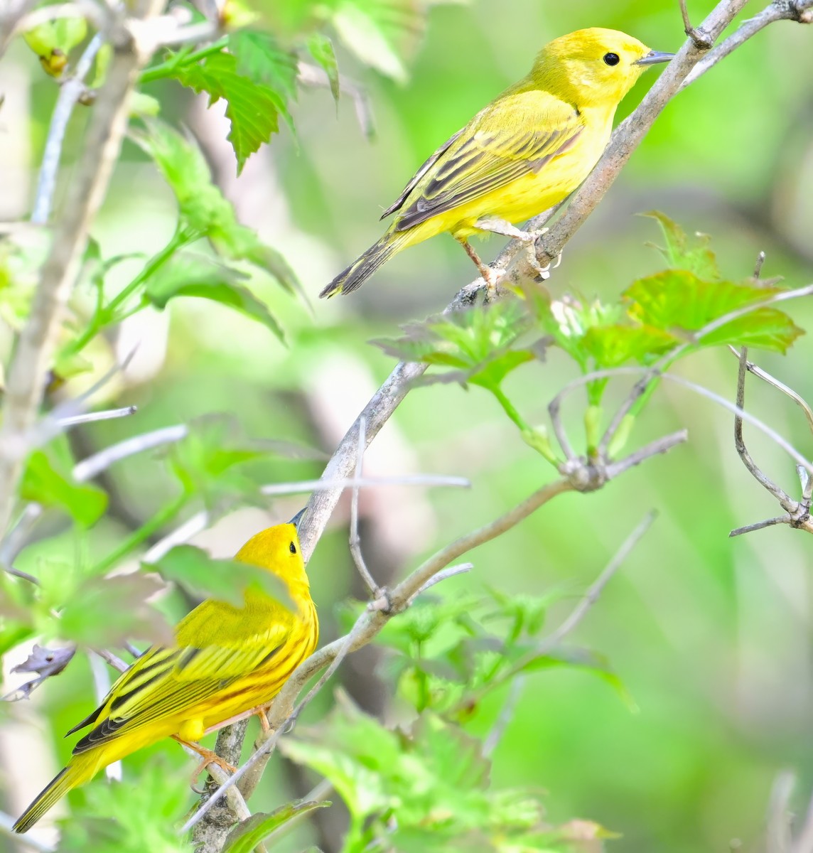 Yellow Warbler - Alan Sankey  COHL