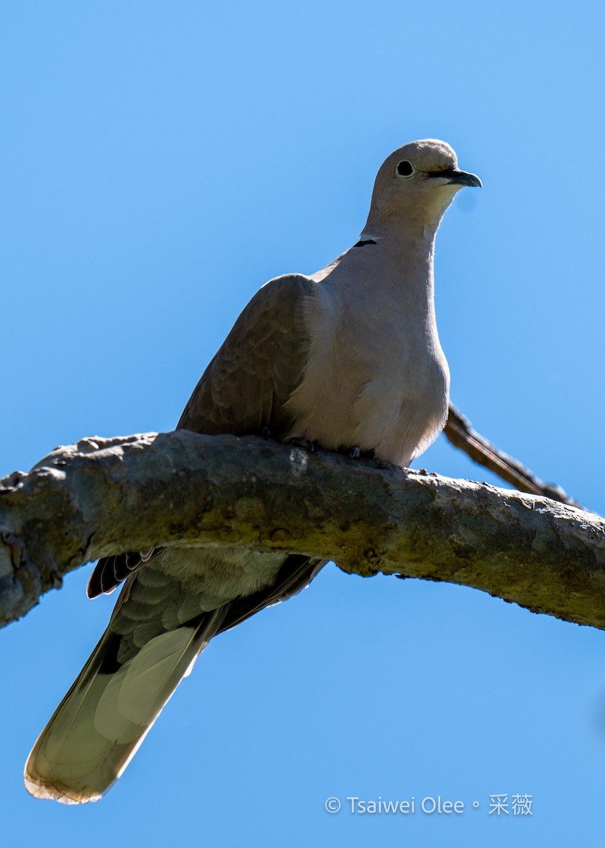 Eurasian Collared-Dove - Tsaiwei Olee
