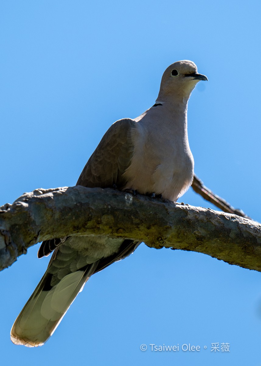 Eurasian Collared-Dove - ML619252307