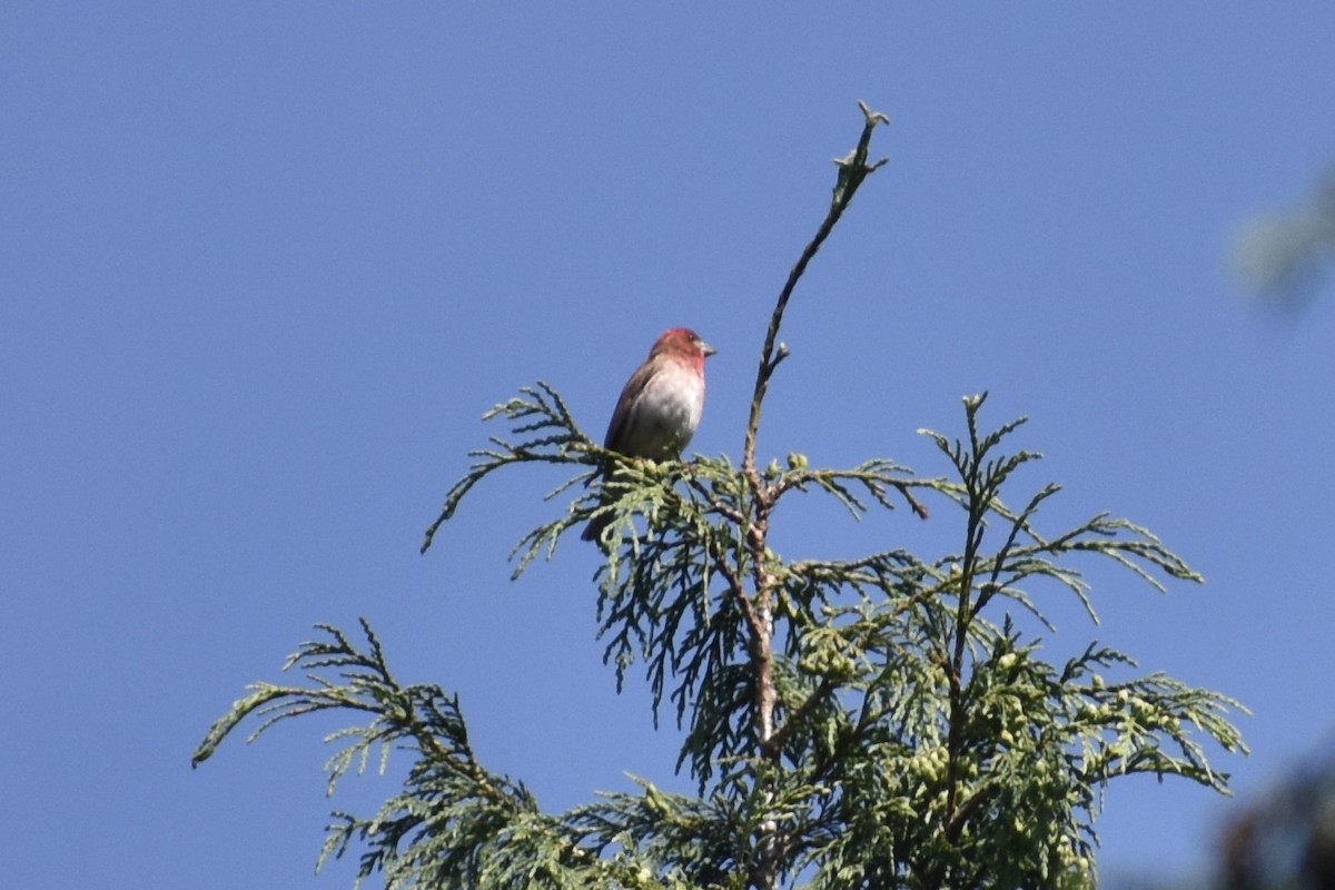 Purple Finch - Nathan O'Reilly