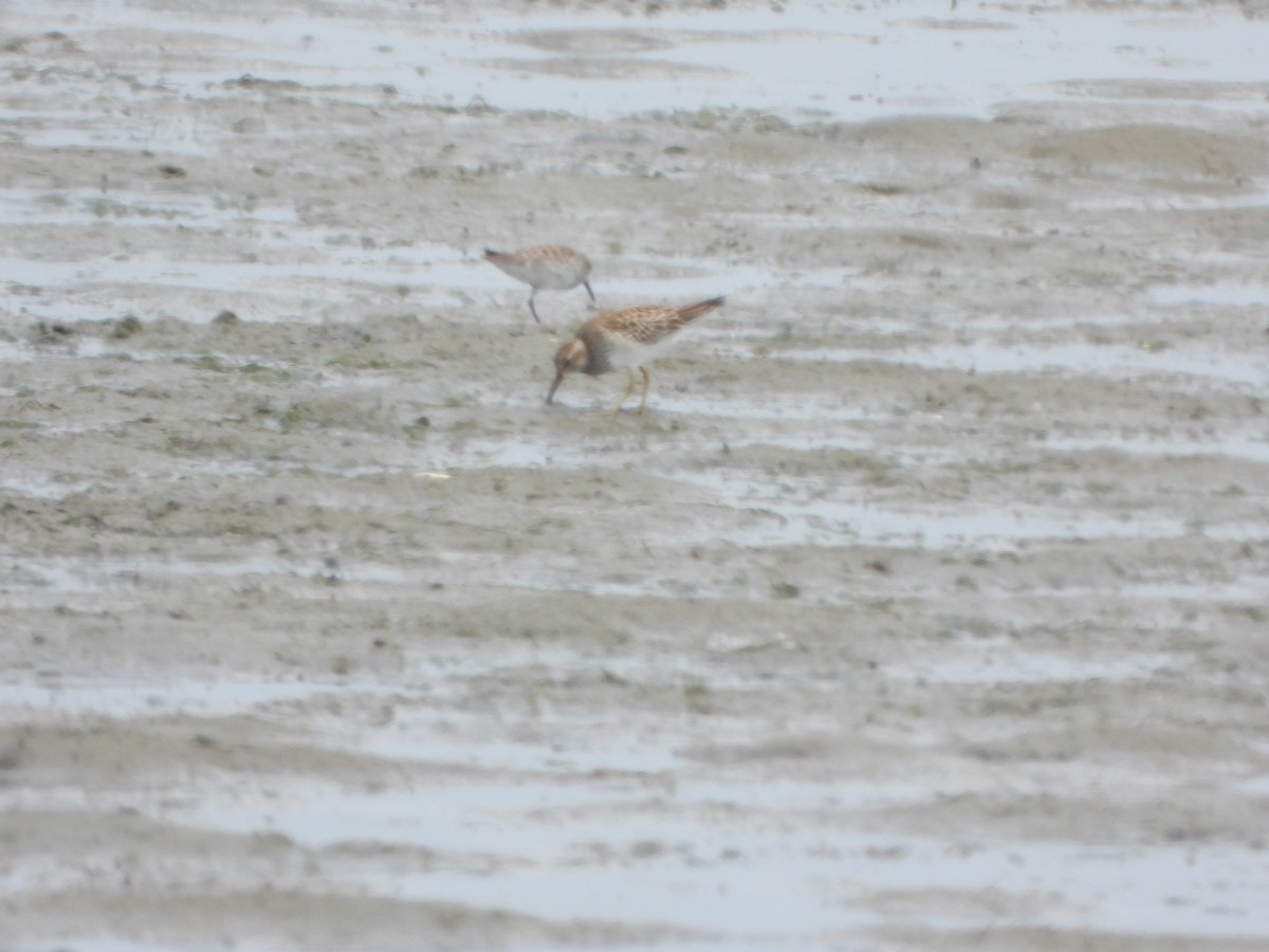 Pectoral Sandpiper - Roger Schoedl