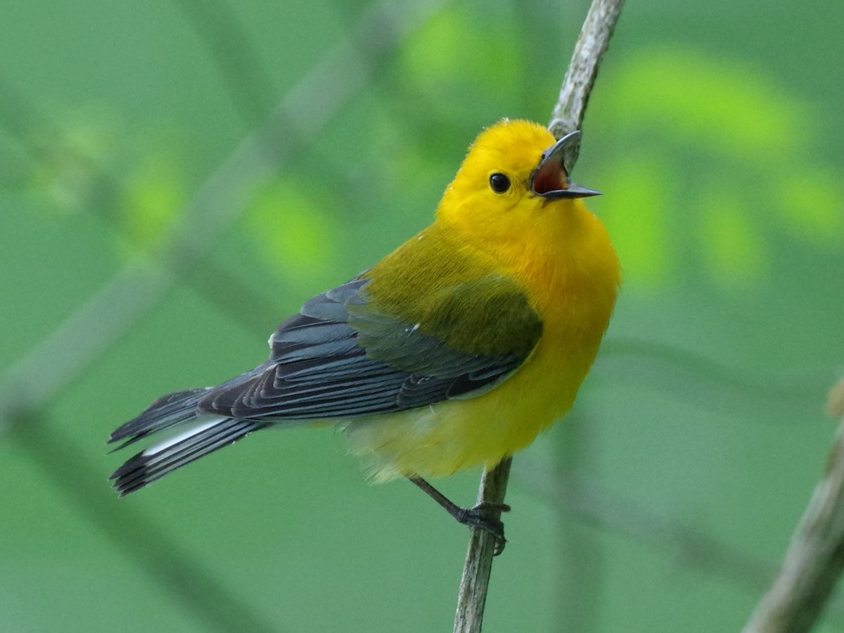 Prothonotary Warbler - Aaron Rushin