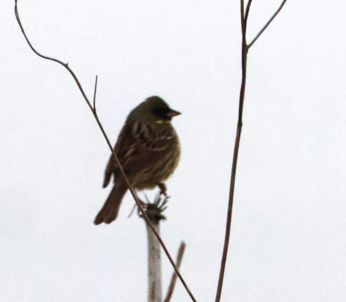 Masked Bunting - Joshua Stone