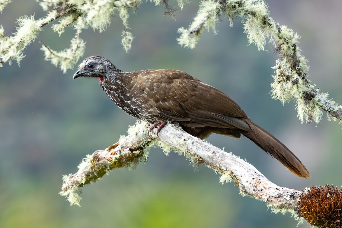 Bearded Guan - Thibaud Aronson