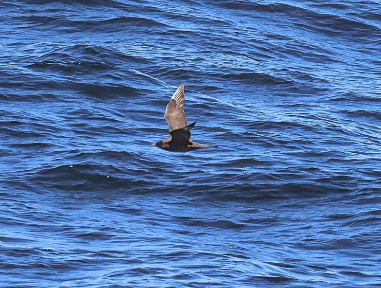 Pomarine Jaeger - Pam Rasmussen