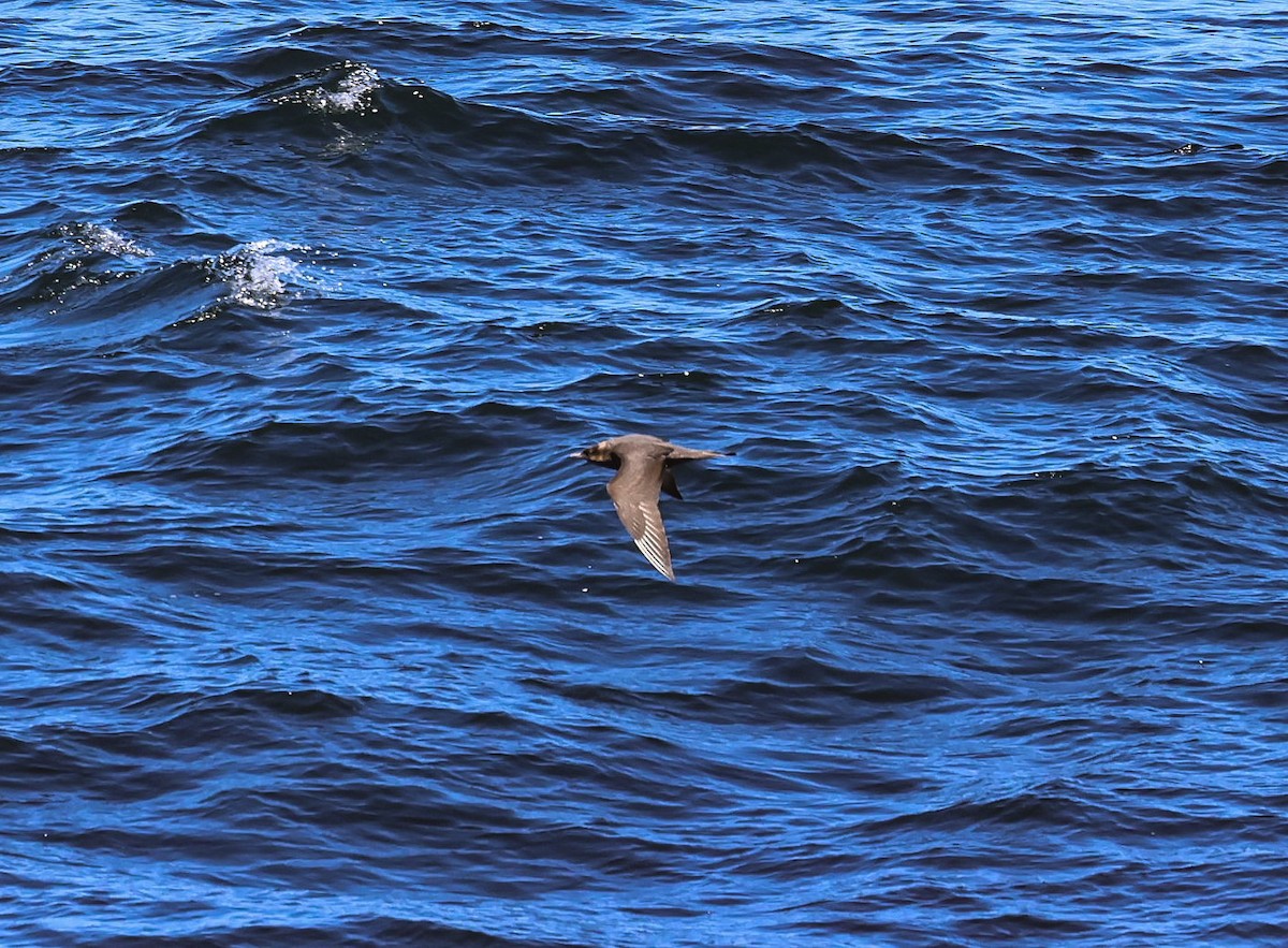 Pomarine Jaeger - Pam Rasmussen