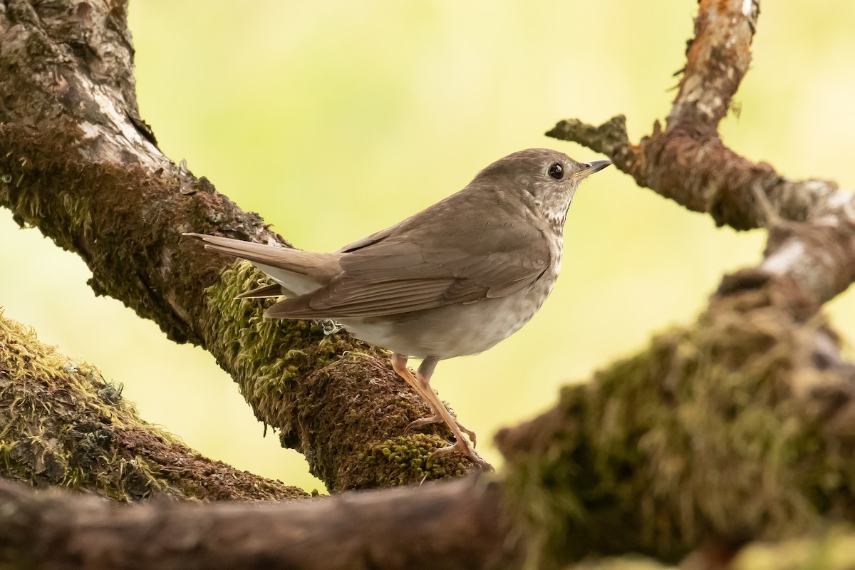 Gray-cheeked Thrush - Calvin Walters