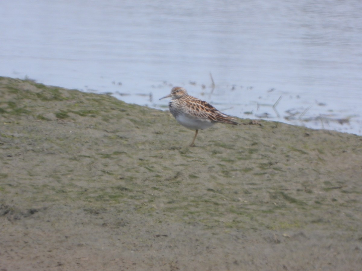 Pectoral Sandpiper - Roger Schoedl