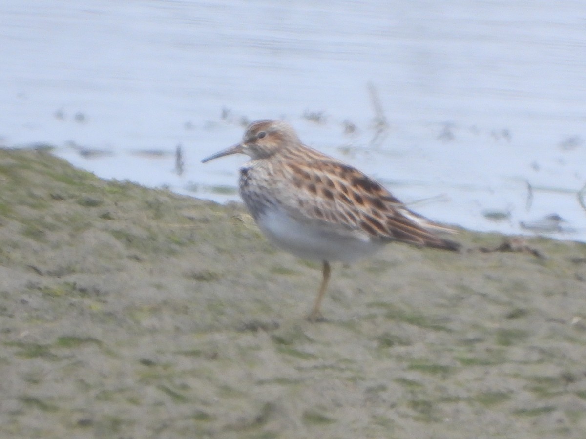 Pectoral Sandpiper - Roger Schoedl