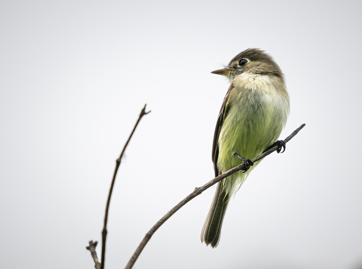 Least Flycatcher - ML619252386