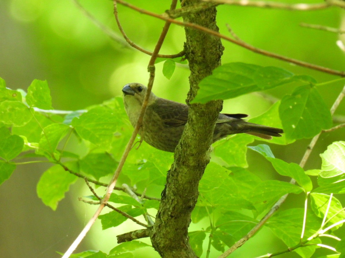 Brown-headed Cowbird - Celia Bourgetel