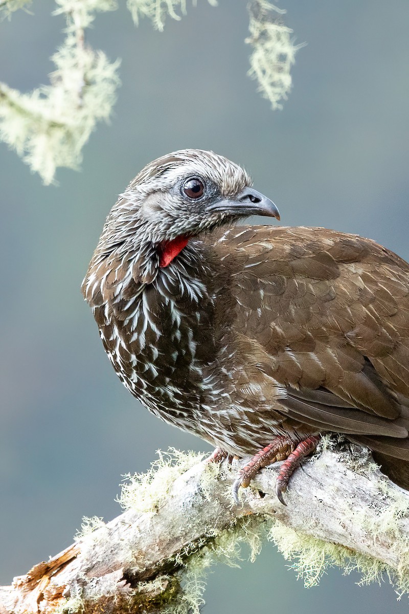 Bearded Guan - ML619252411