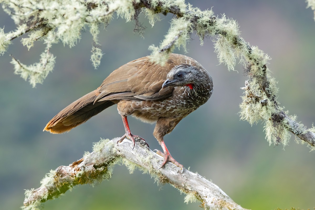 Bearded Guan - ML619252412