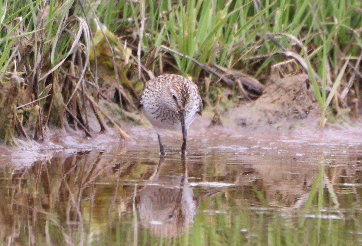 Semipalmated Sandpiper - MA 2