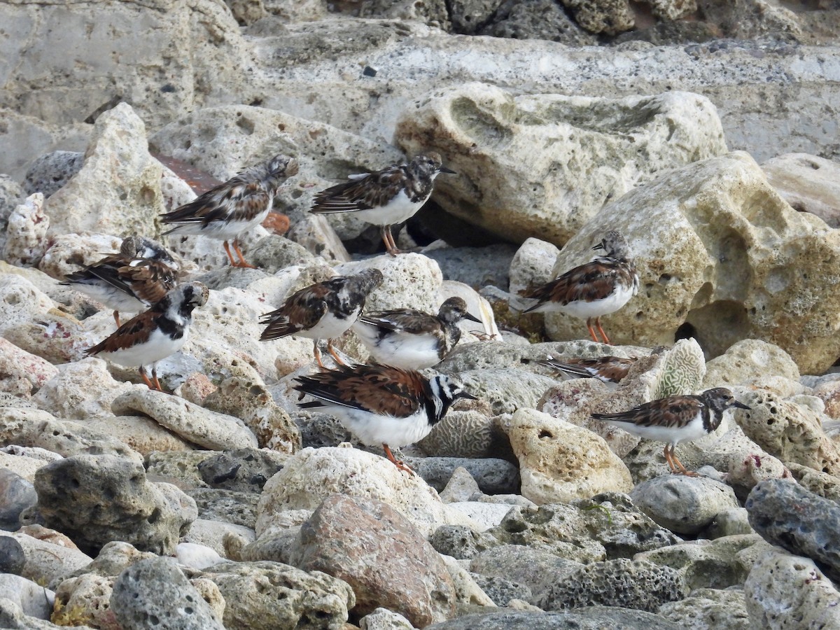 Ruddy Turnstone - Alejandra Pons