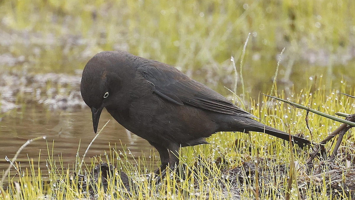 Rusty Blackbird - Charles Fitzpatrick