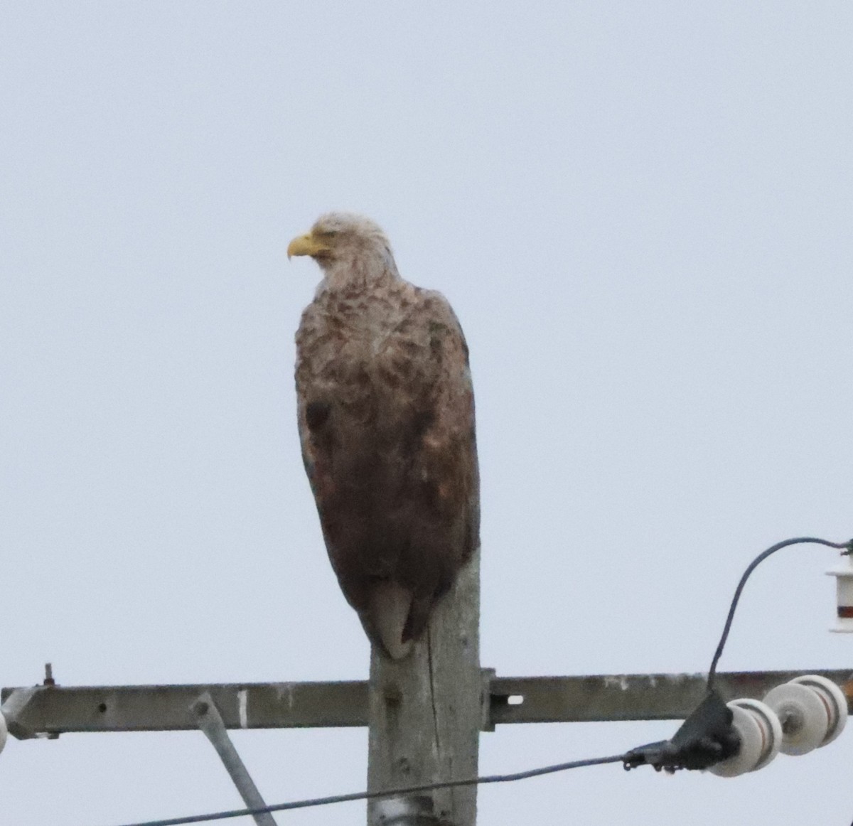 White-tailed Eagle - Joshua Stone