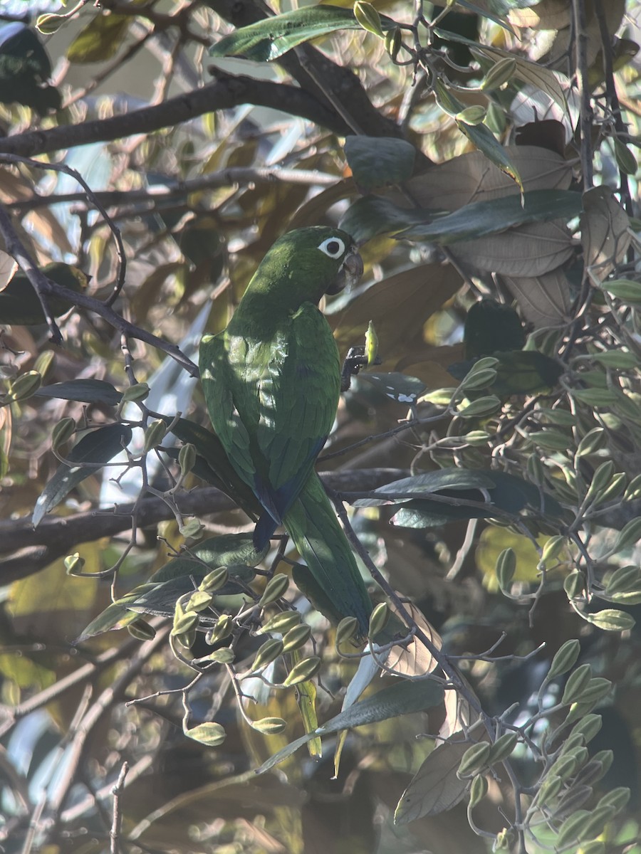 Olive-throated Parakeet - Brenda Sánchez