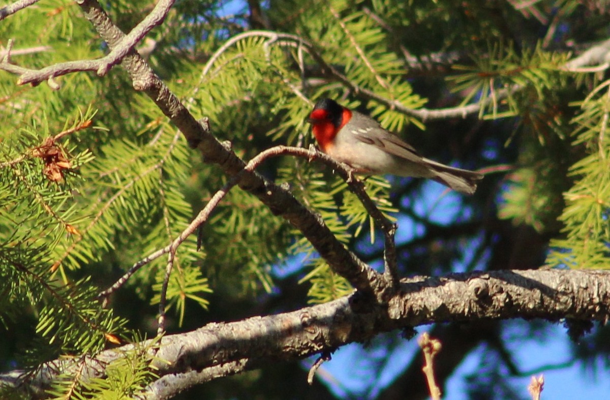 Red-faced Warbler - Tommy DeBardeleben