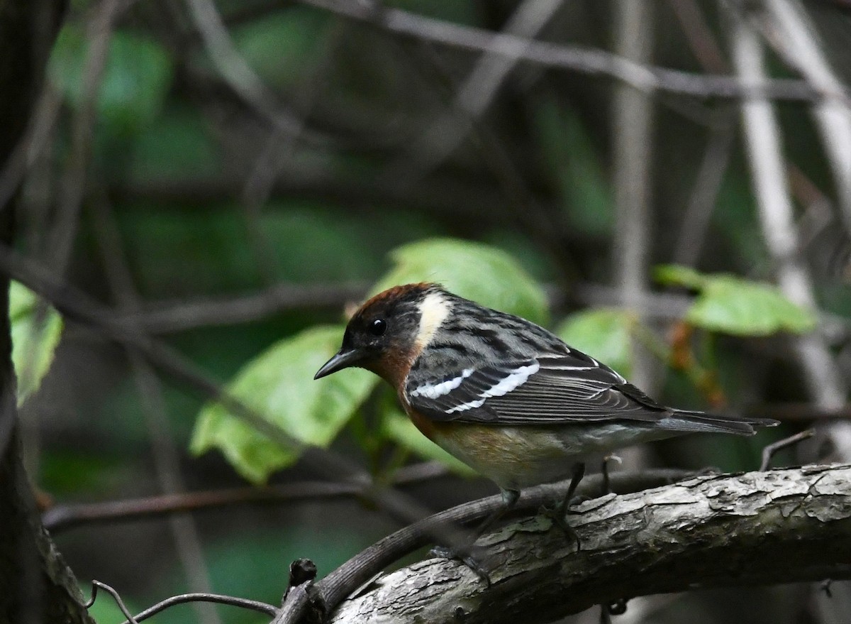 Bay-breasted Warbler - Peter Paul