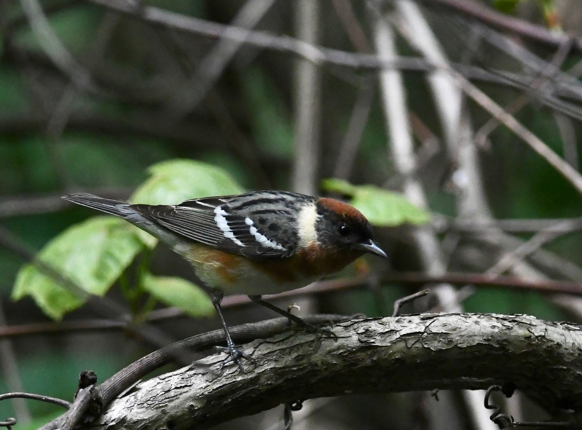 Bay-breasted Warbler - Peter Paul