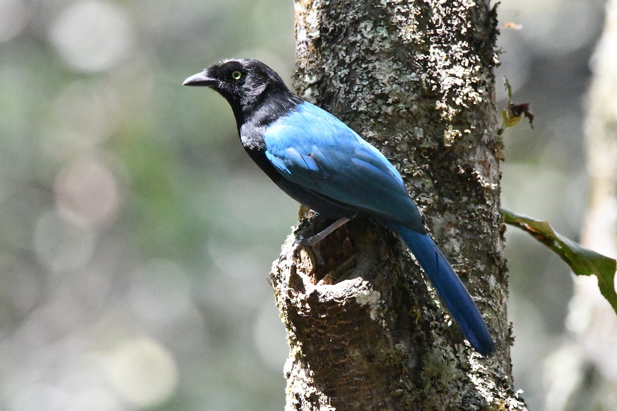 Bushy-crested Jay - Jessy Lopez Herra