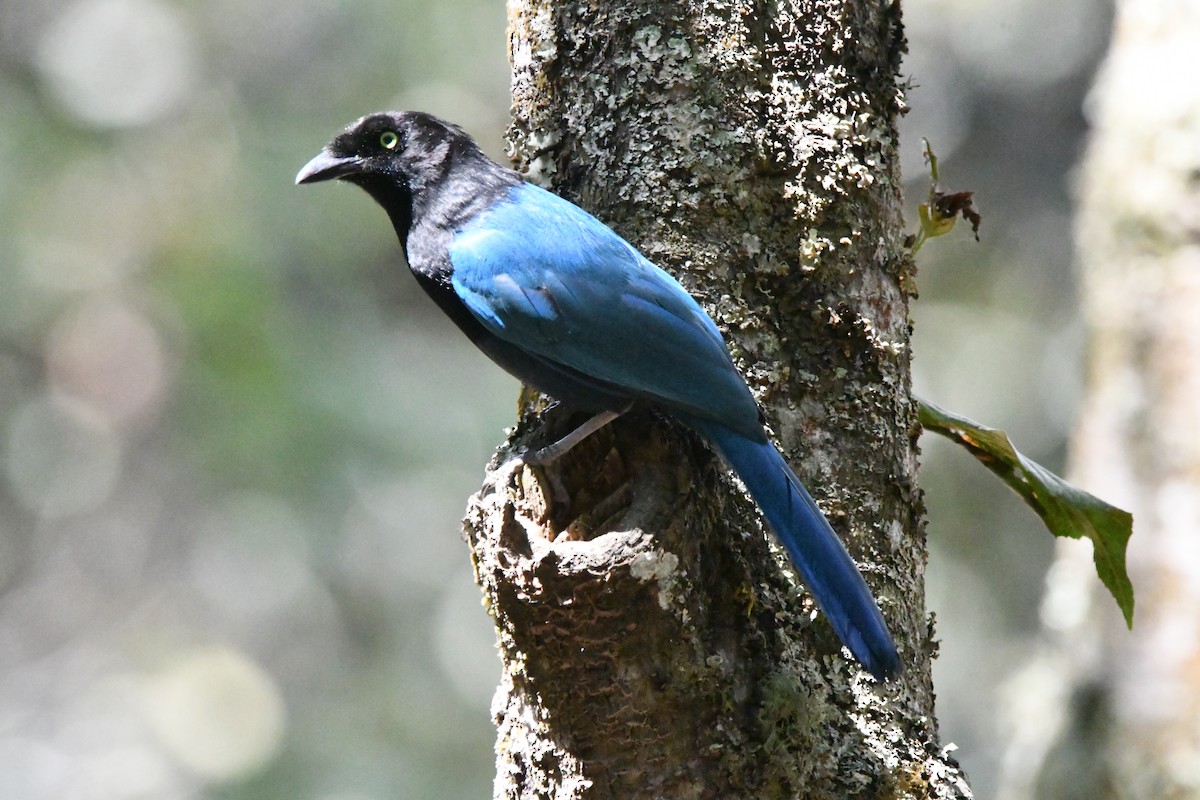 Bushy-crested Jay - Jessy Lopez Herra