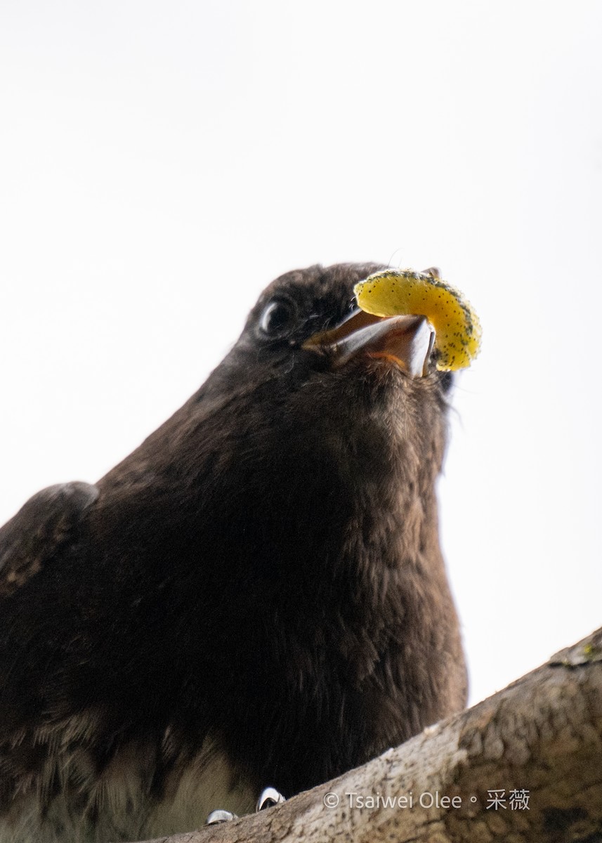 Black Phoebe - Tsaiwei Olee