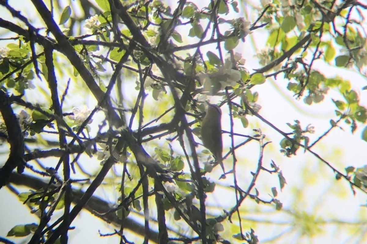 Worm-eating Warbler - Jude Szabo