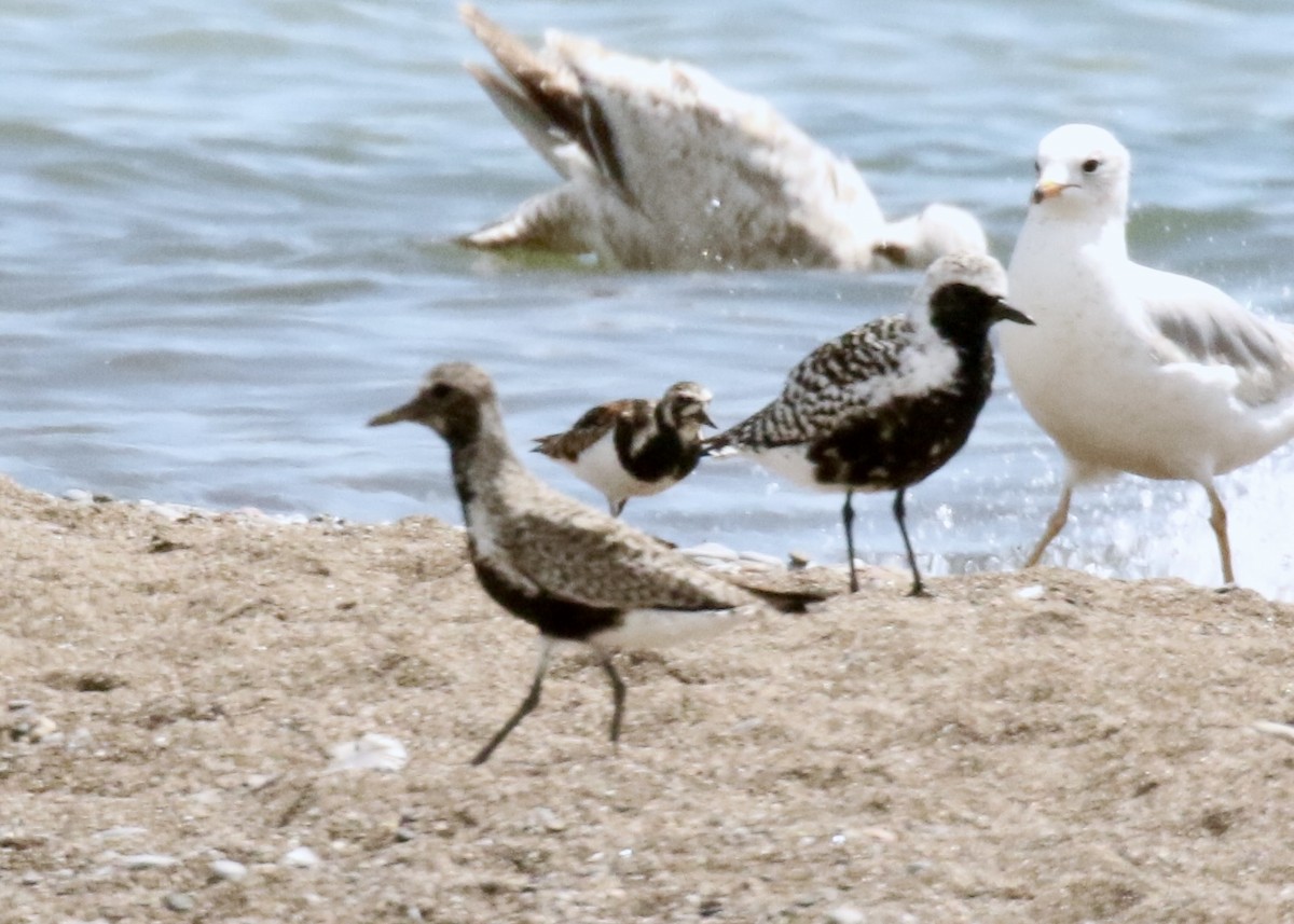 Ruddy Turnstone - ML619252500