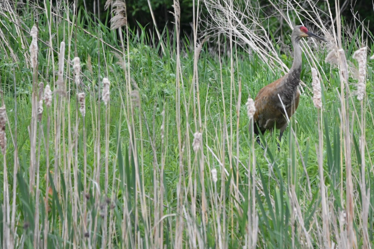 Sandhill Crane (tabida/rowani) - ML619252520