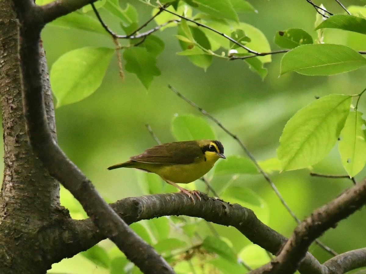 Kentucky Warbler - Peter Paul