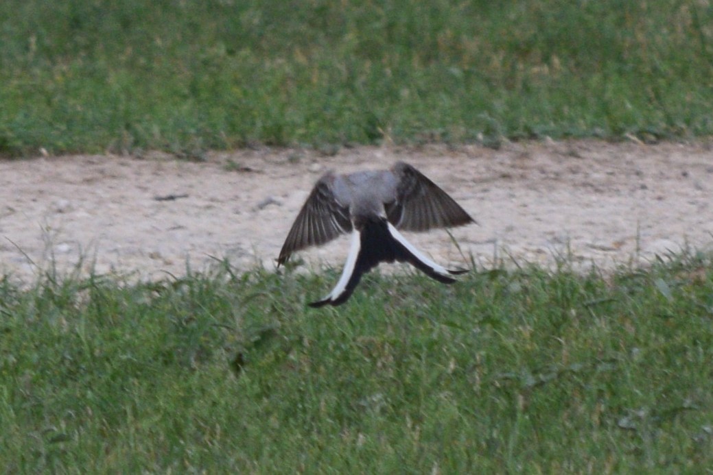 Scissor-tailed Flycatcher - William Harmon