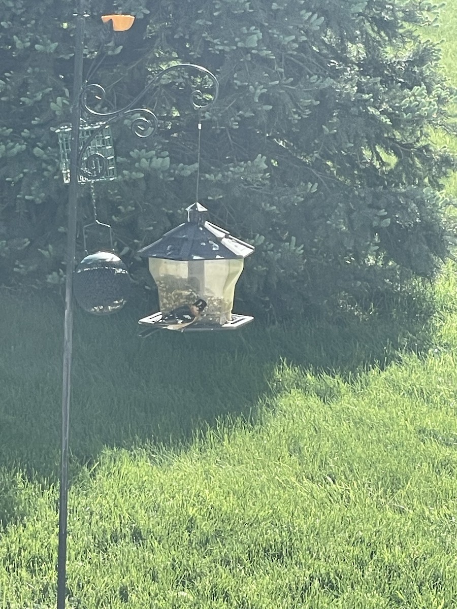 Black-headed Grosbeak - ML619252554