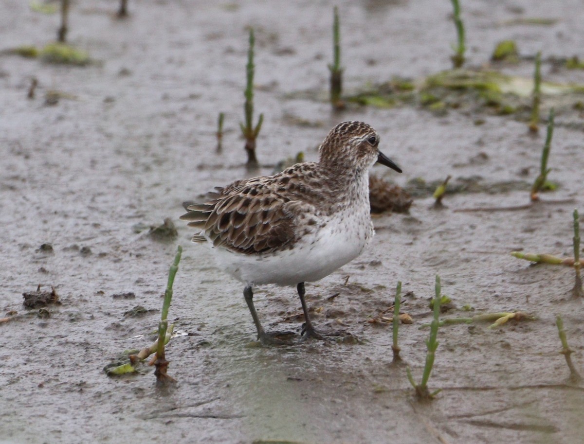 Semipalmated Sandpiper - MA 2