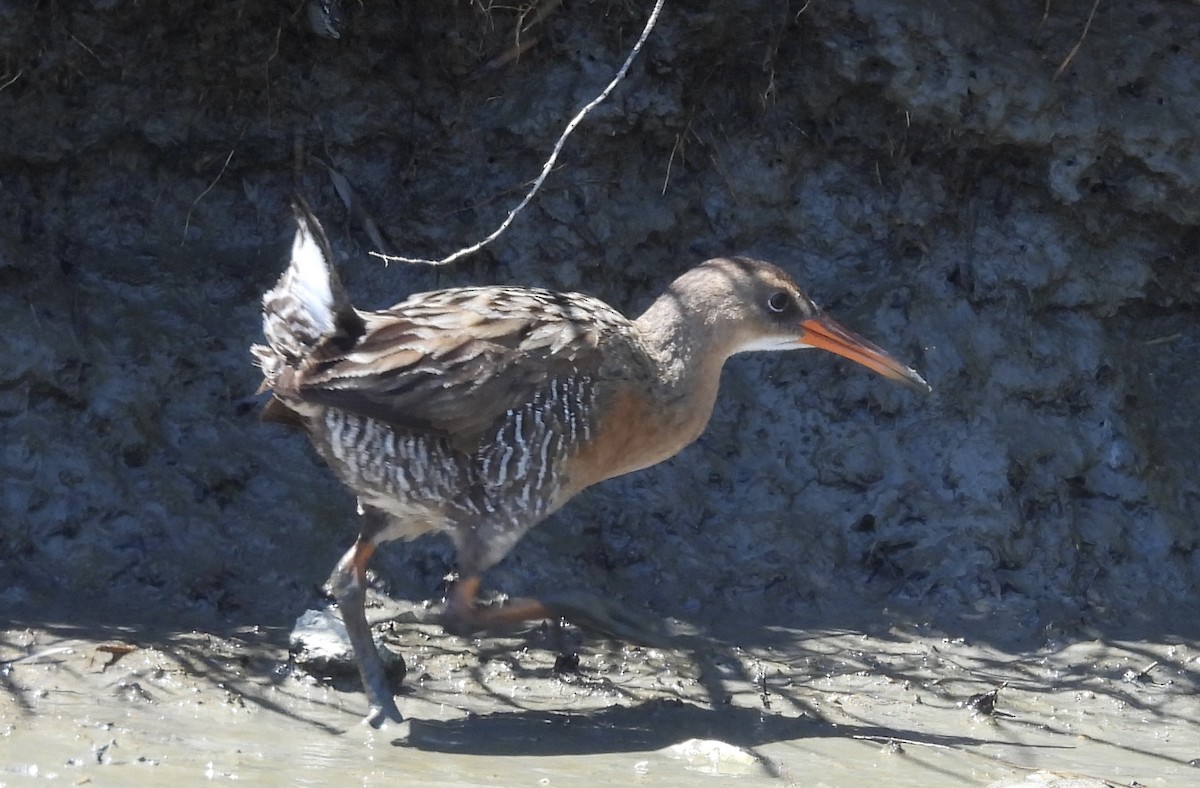 Ridgway's Rail - Erica Kawata