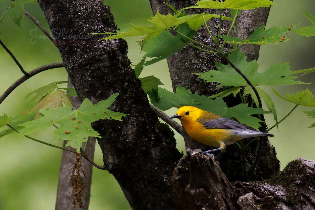 Prothonotary Warbler - Joe Oliverio