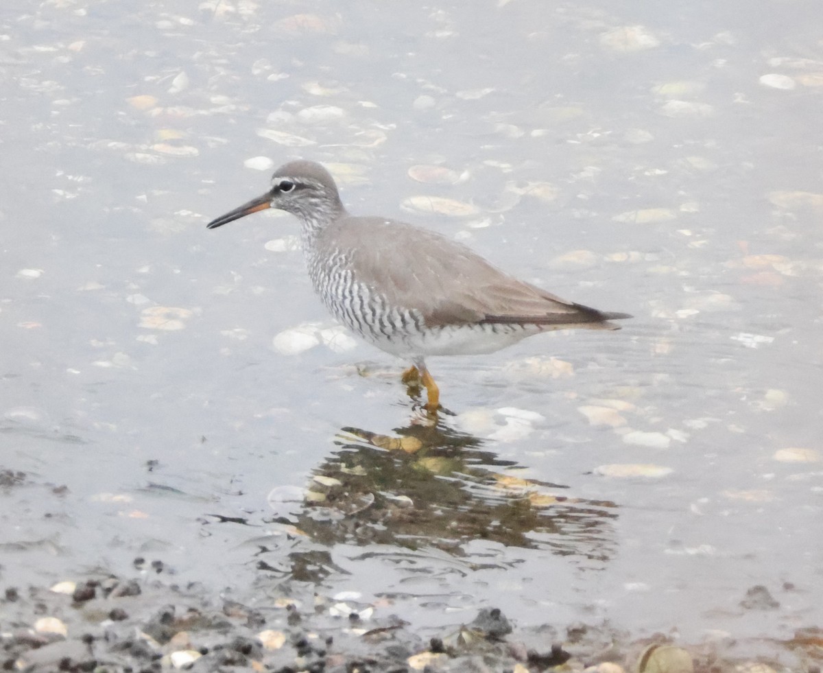 Gray-tailed Tattler - ML619252569