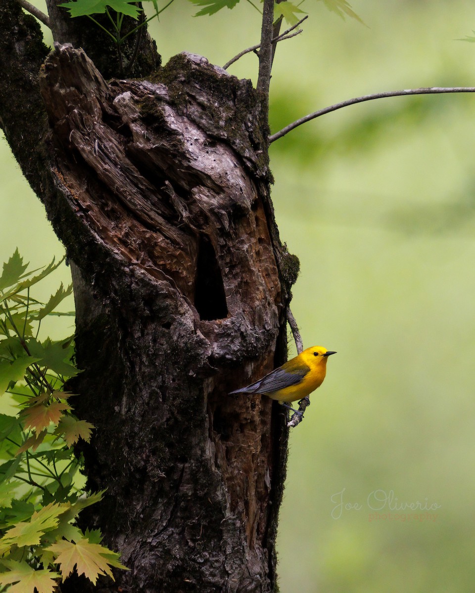 Prothonotary Warbler - Joe Oliverio