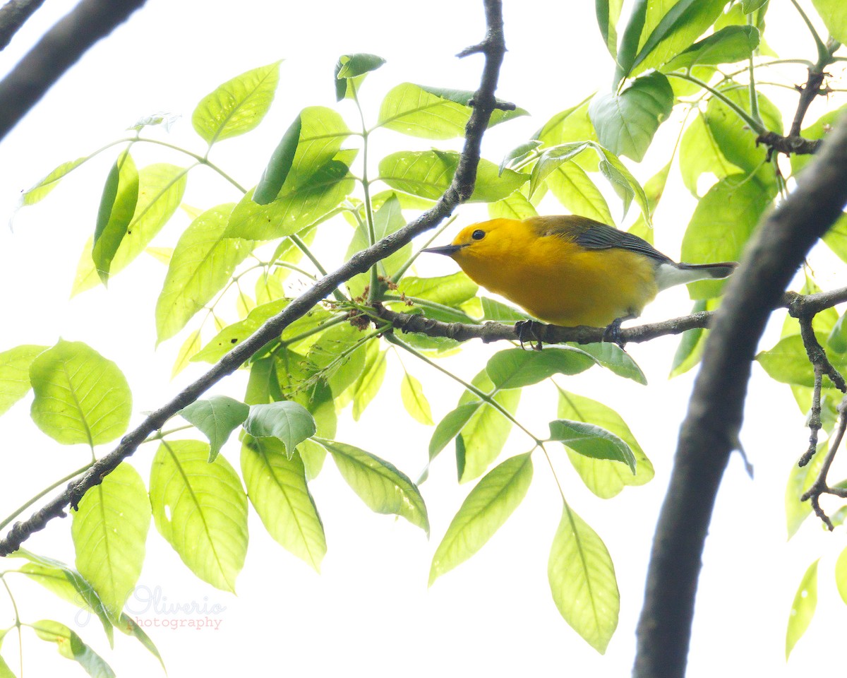 Prothonotary Warbler - Joe Oliverio