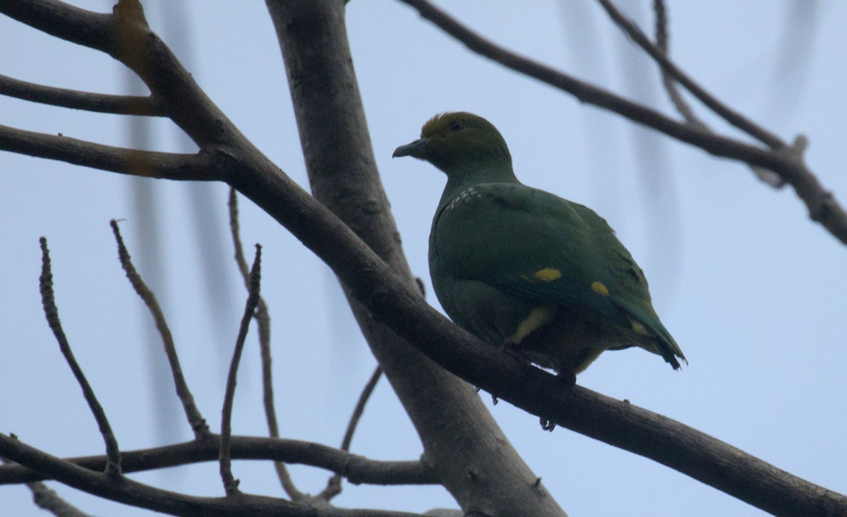 Tanna Fruit-Dove - ML619252596