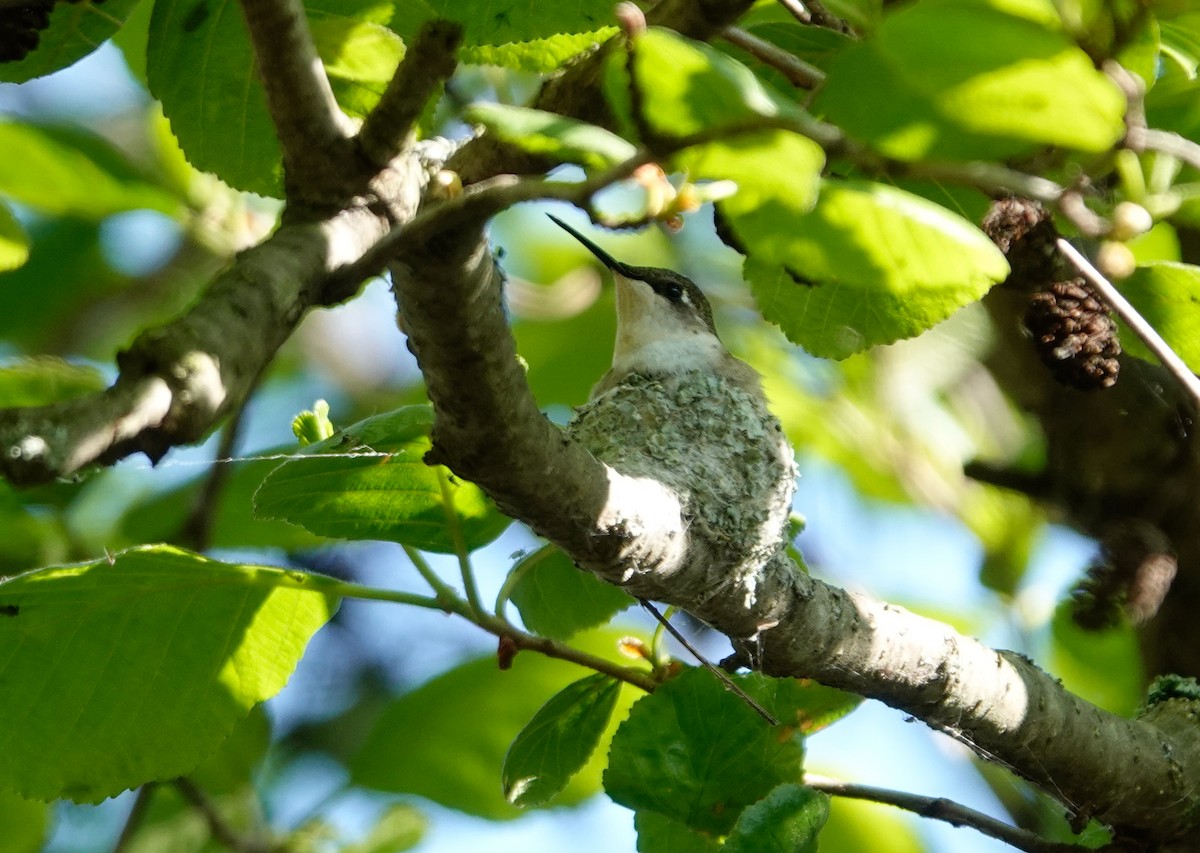 Ruby-throated Hummingbird - Paul Prior