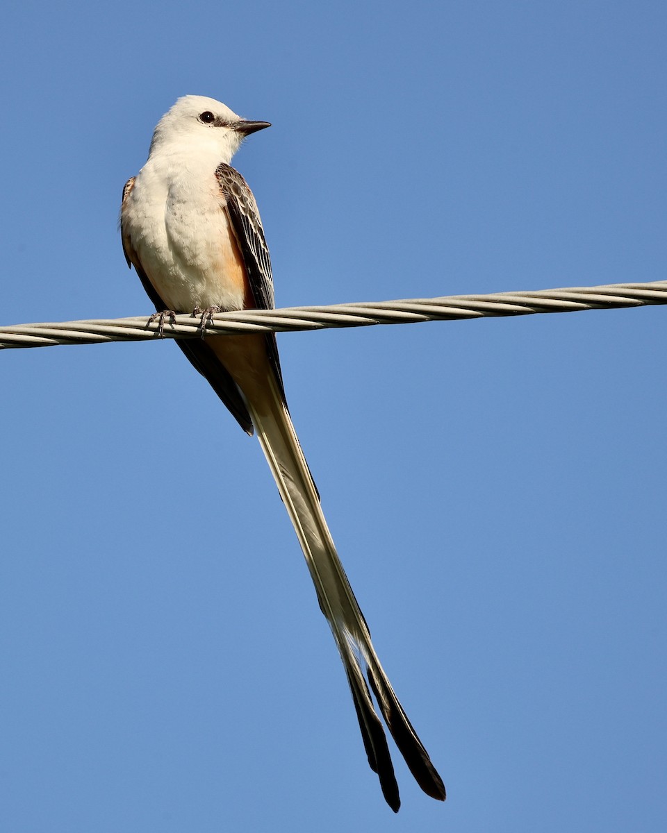 Scissor-tailed Flycatcher - Jeff Osborne