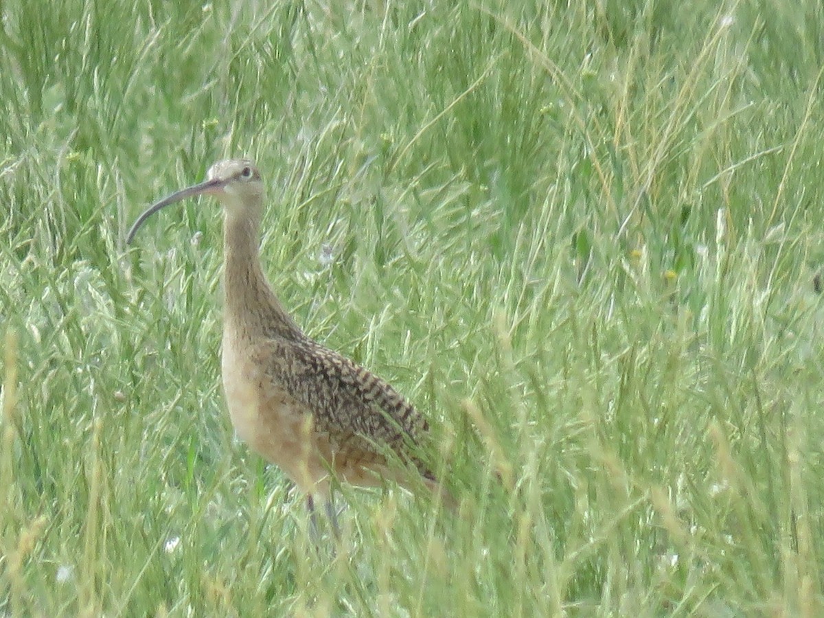 Long-billed Curlew - ML619252612