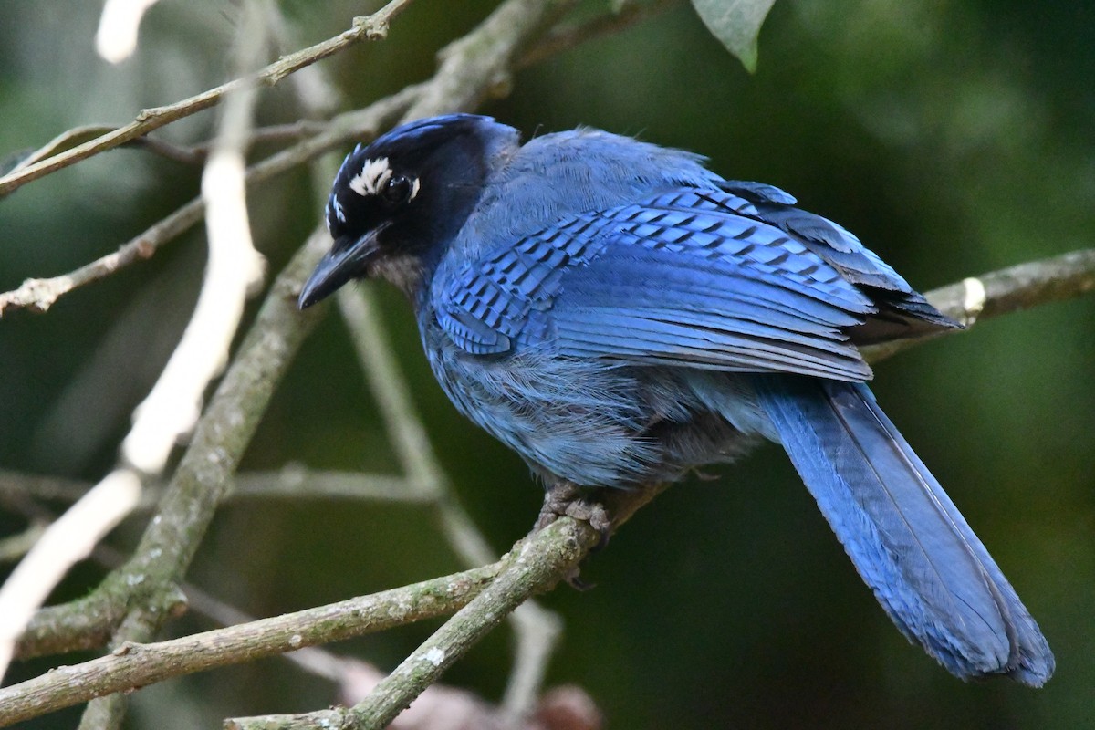 Steller's Jay - Jessy Lopez Herra